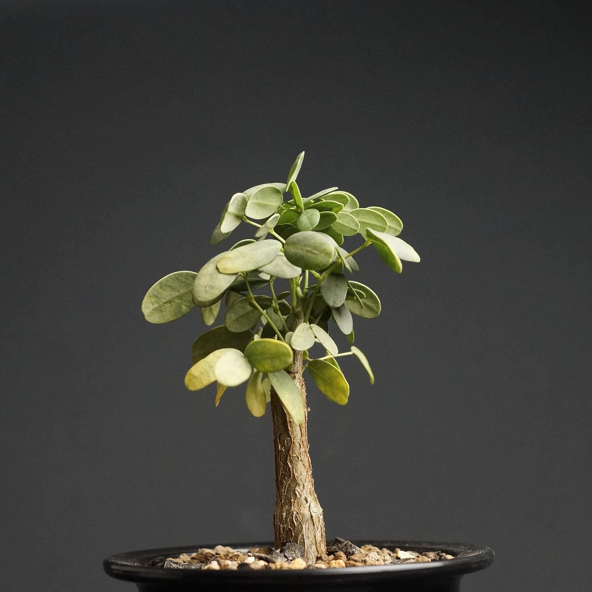 デロニクスプミラ Delonix pumila