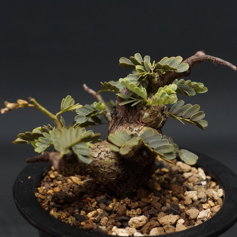 Senna meridionalis