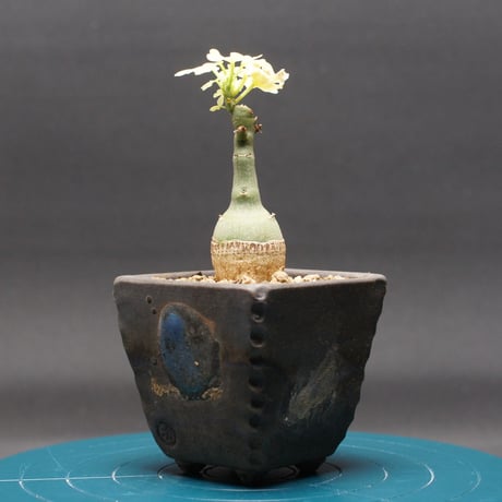 アデニアグラウカ | STORES