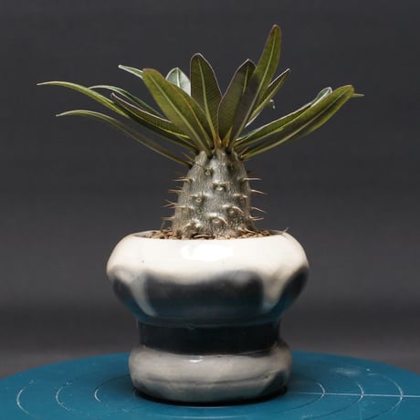 最終値下げ特価❗本日まで❗早いもの勝ち❗パキポディウム　グラキリス現地球　大株 今年最後の買う企画何を買ったでしょうか！！！ 現時点で当てられる