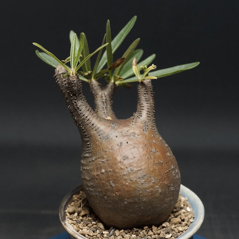 Pachypodium Gracilius