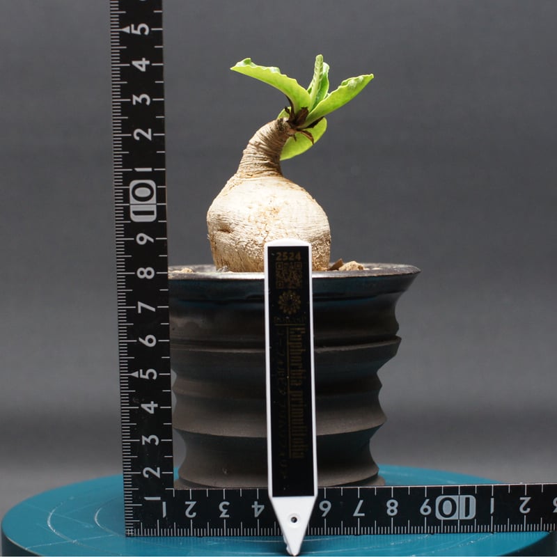 ユーフォルビア プリムリフォリア　発根済み ユーフォルビア プリムリフォリア 