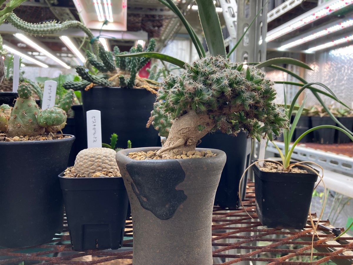 Trichodiadema densum