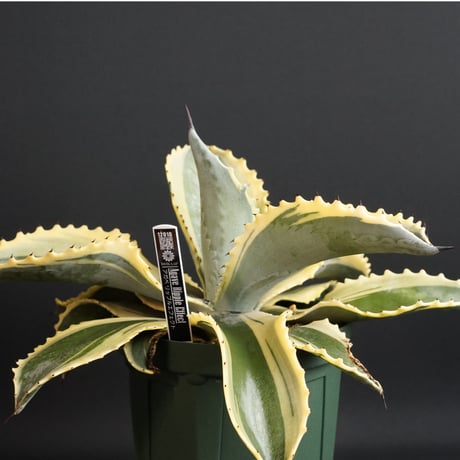 "Agave Ripple Effect" アガベ リップルエフェクト　管理1201