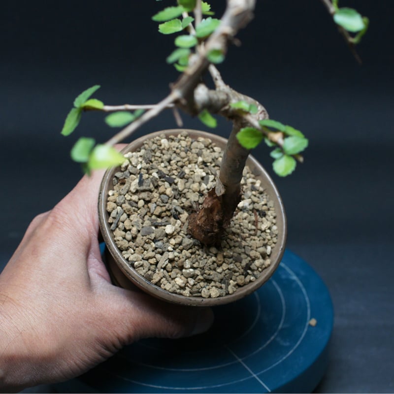 コミフォラ ワイティ 