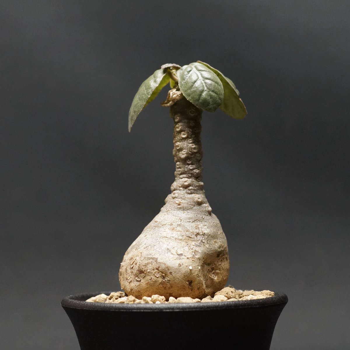Dorstenia foetida
