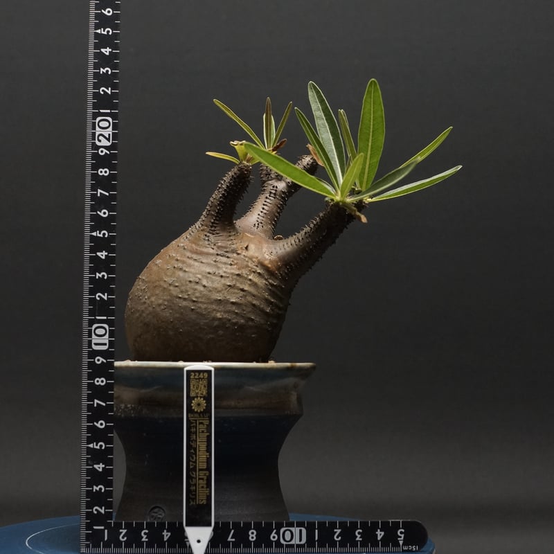 GIRUVI Pachypodium Gracilius グラキリス Pachypodium Gracilius