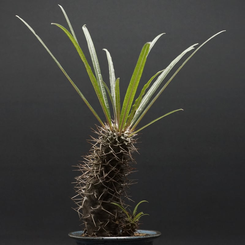 Pachypodium mikea