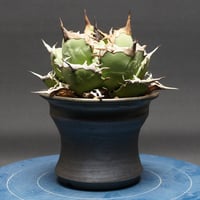 アガベ チタノタ【狂戦士】 "Agave titanota" 管理2628