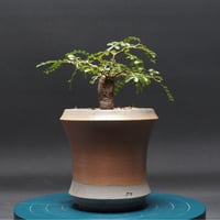 ボスウェリア　サクラ Boswellia sacra