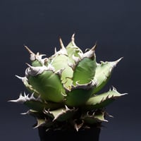 Agave Ripple Effect