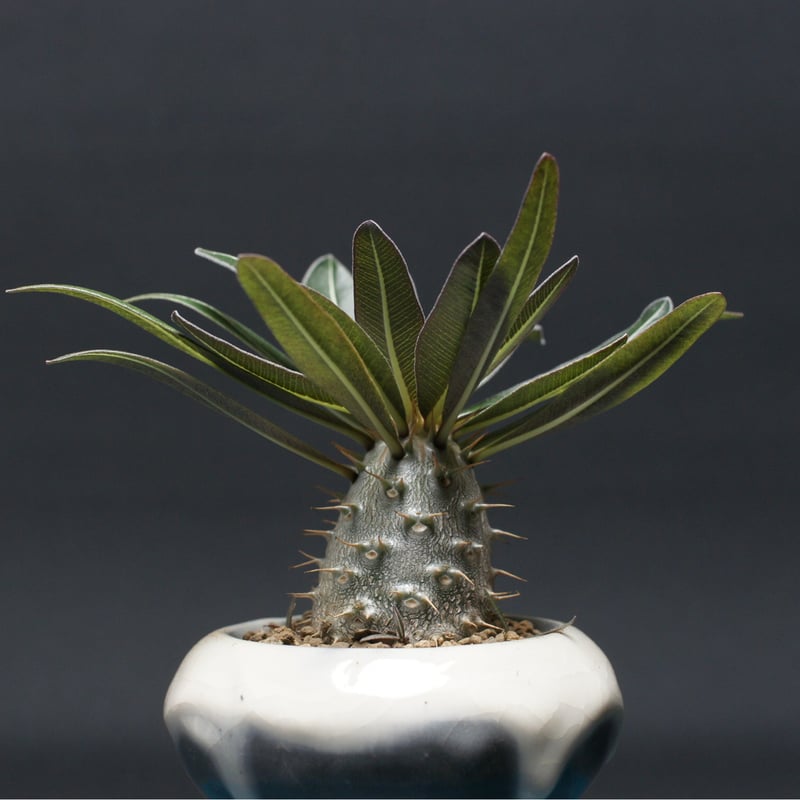 パキポディウム グラキリス 