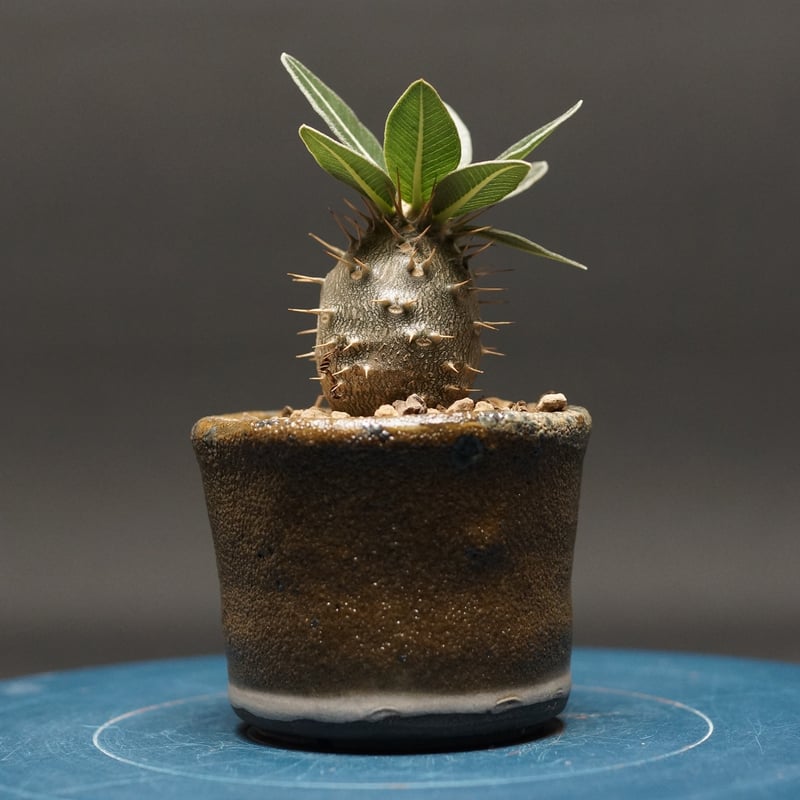 パキポディウム グラキリス手乗りPachypodium gracilius パキポディウム グラキリス 