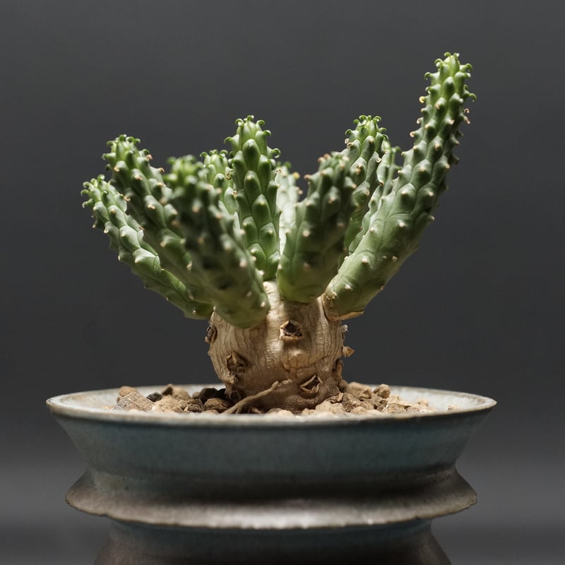 Euphorbia esculenta