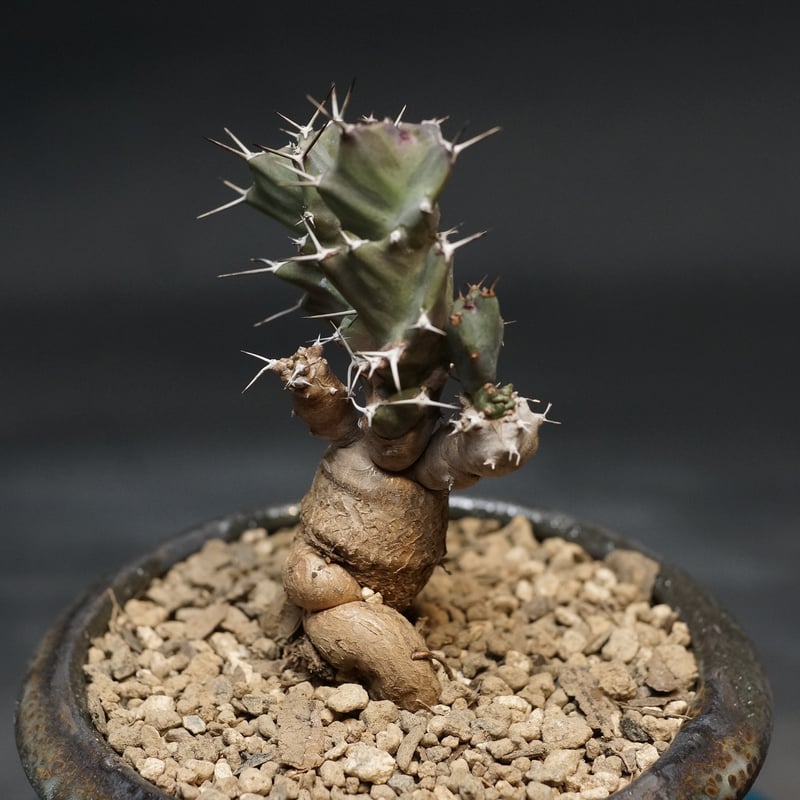 Euphorbia tortirama