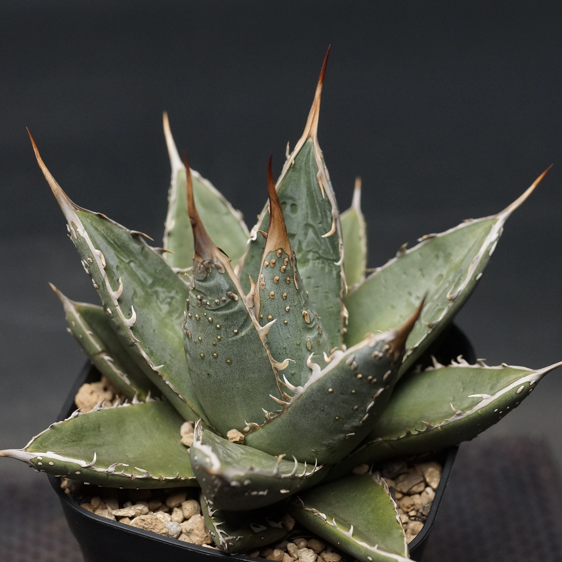 Agave titanota