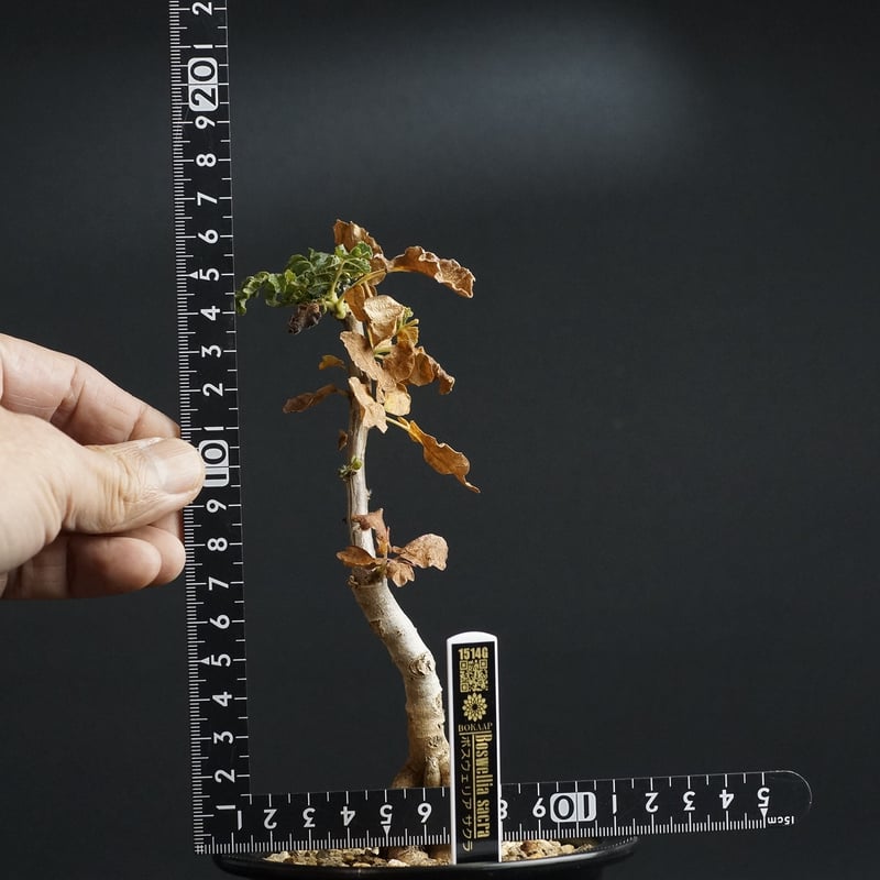 ボスウェリア サクラ 鉢ごと発送 Boswellia sacra Boswellia sacra