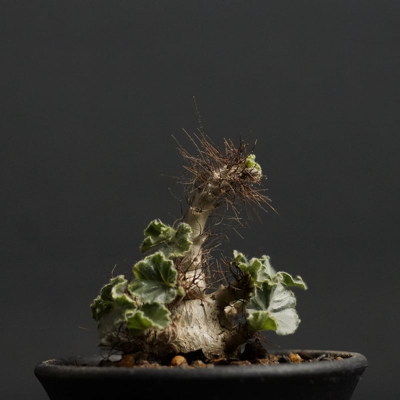 Jatropha marginata