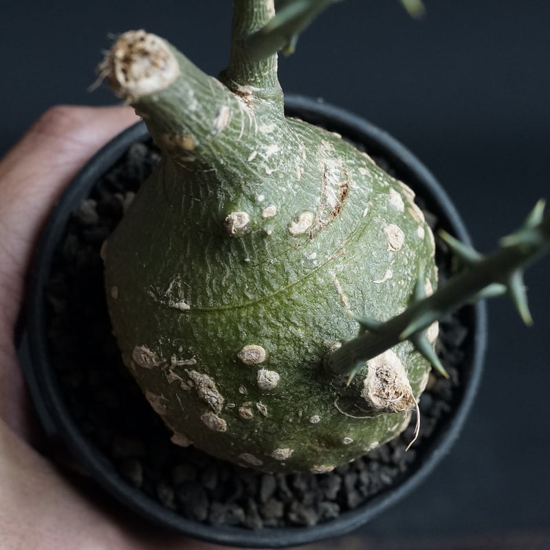Adenia globosa Adenia globosa