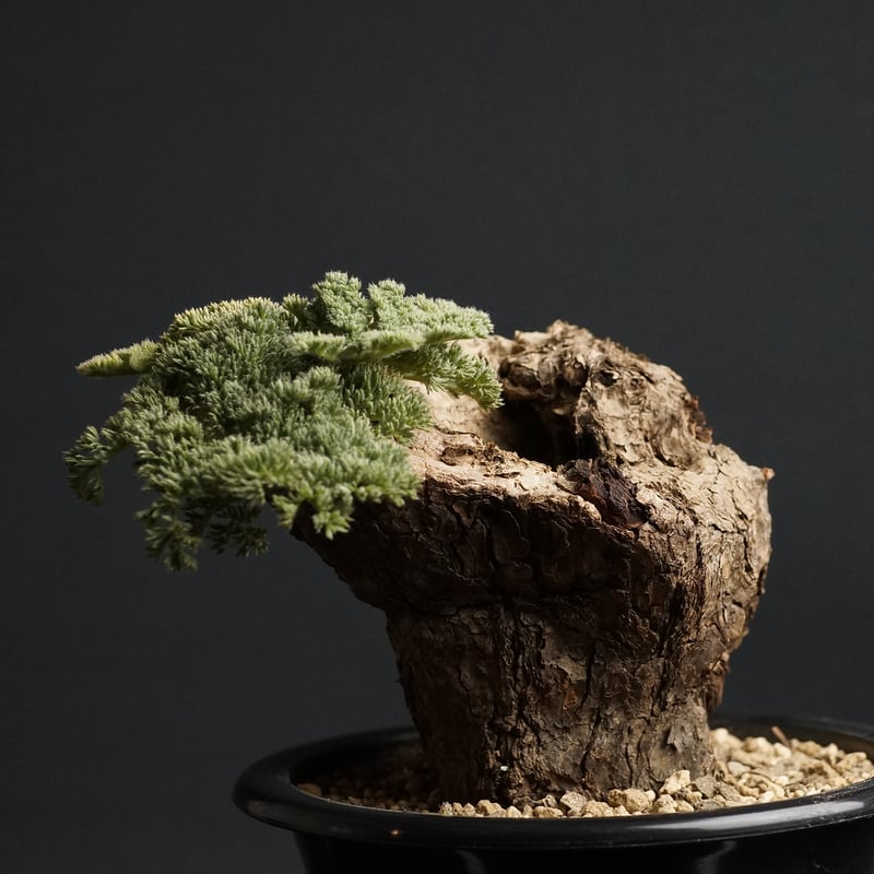 pelargonium triste