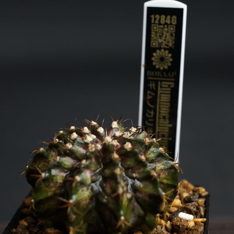 Gymnocalycium