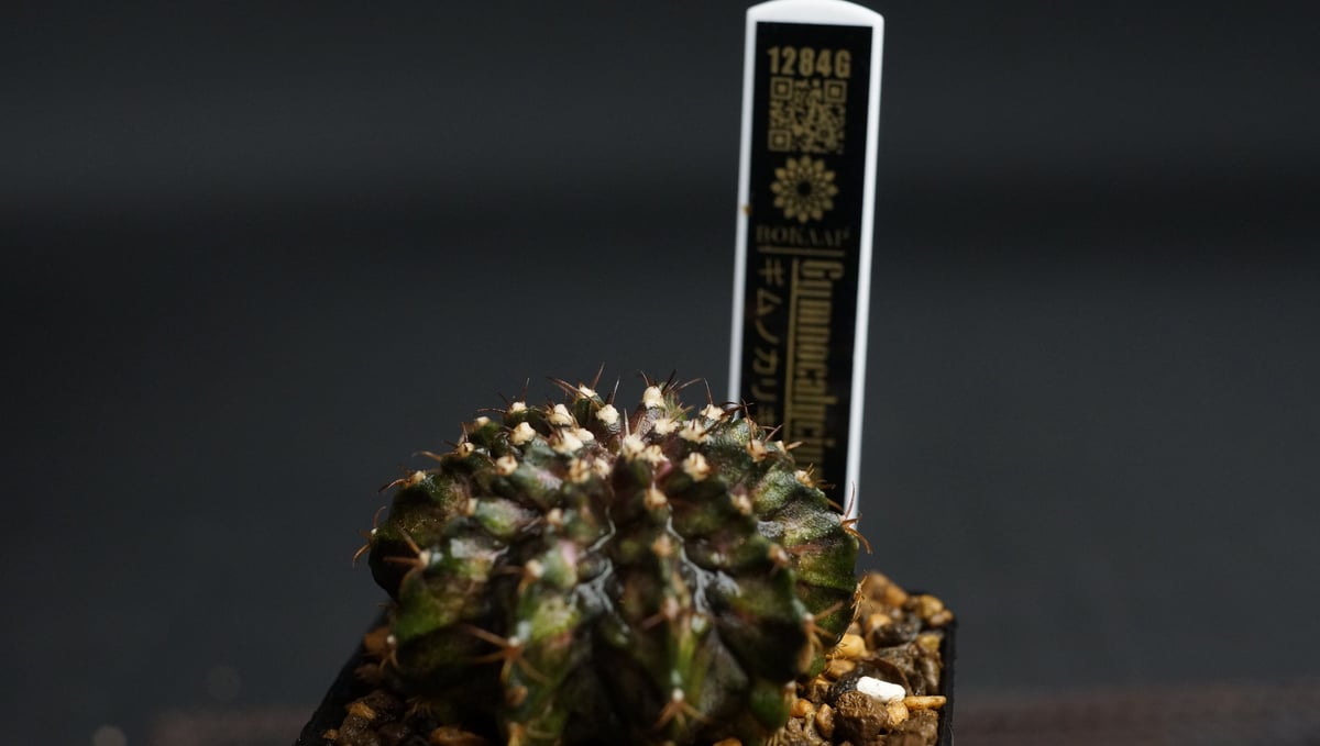 Gymnocalycium