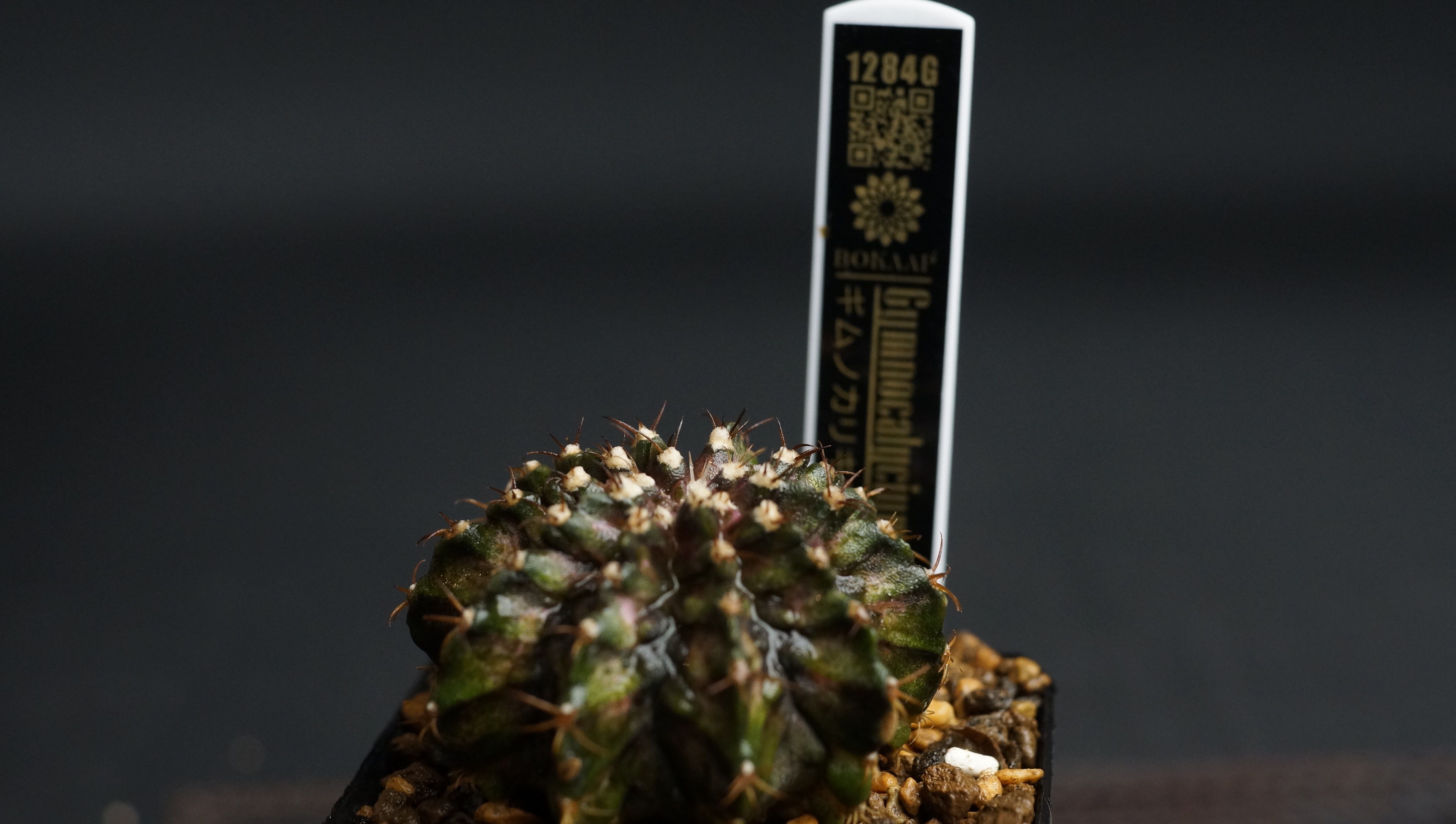 Gymnocalycium