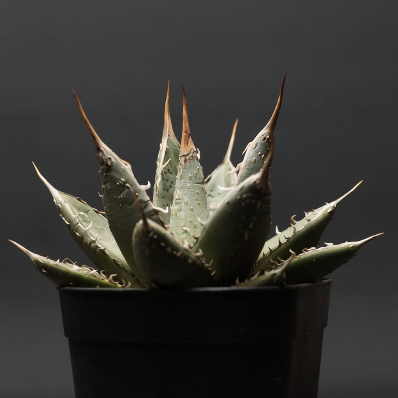 Agave titanota