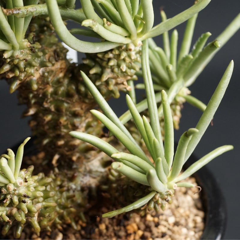 Tylecodon wallichii