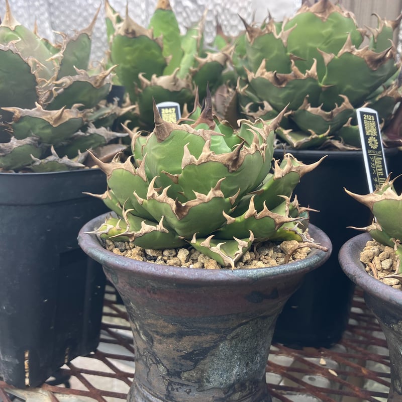 K*I様 Agave titanota ‘姫厳竜' アガベ チタノタ 姫厳竜 ohm01 – linkplants -リンクプランツ-