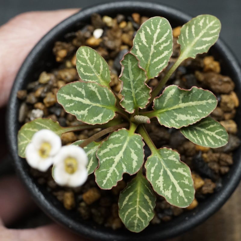 Euphorbia fish bone