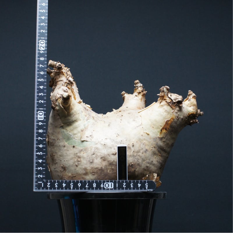 キフォステンマ ウター マクロプス 