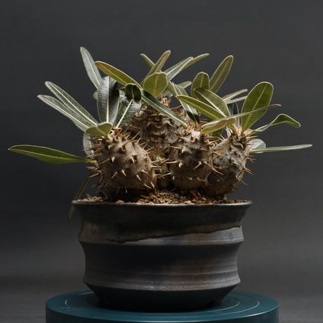 パキポディウム 多肉植物　spicygemの鉢付き パキポディウム アンボンゲンセ 4号 プラ鉢 塊根植物 コーデック