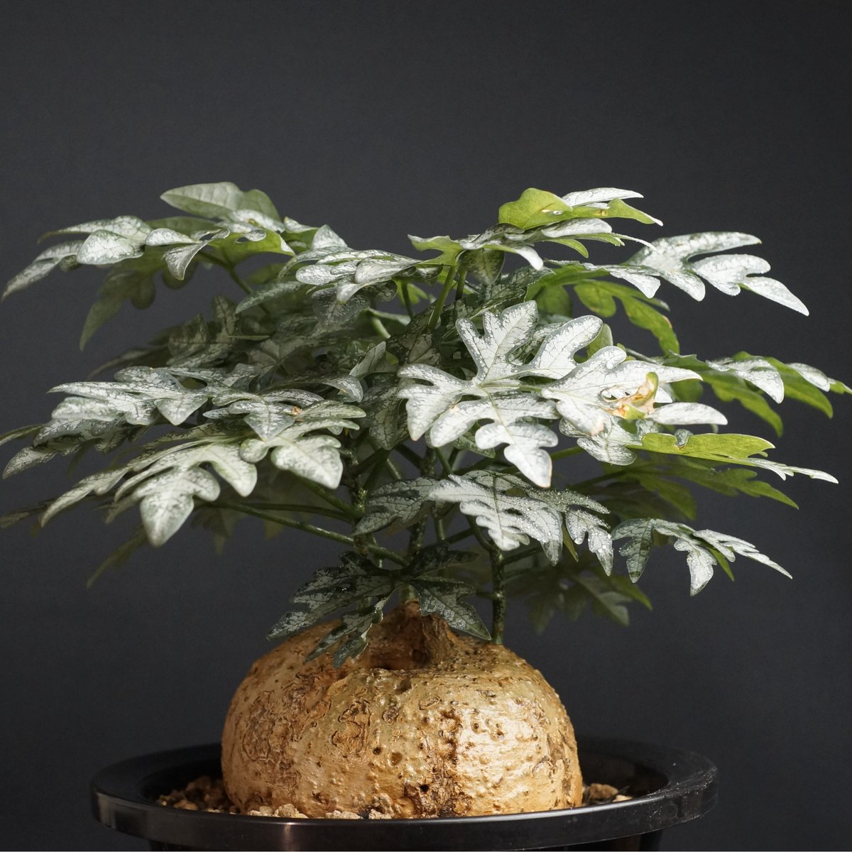 アデニア　ペリエリ　2 Adenia perrieri