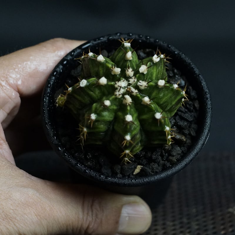 Gymnocalycium