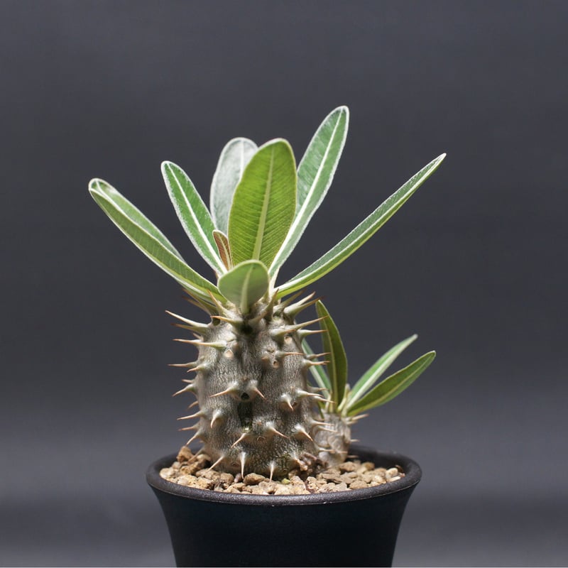 パキポディウム グラキリス 