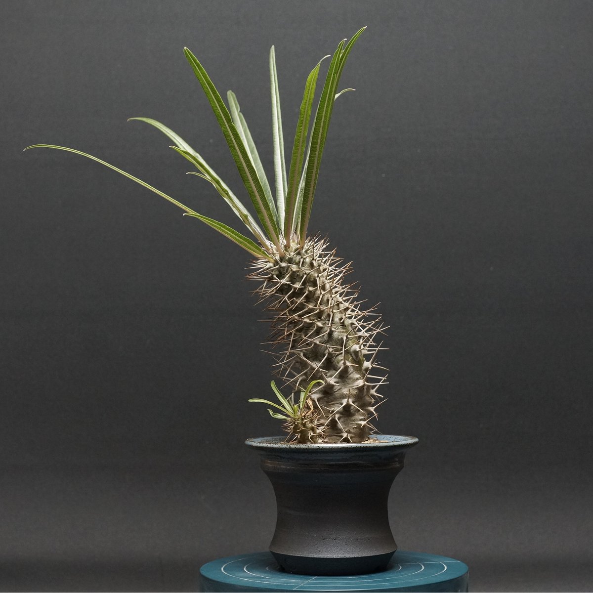 パキポディウム　ミケア　大株　現品 Pachypodium mikea