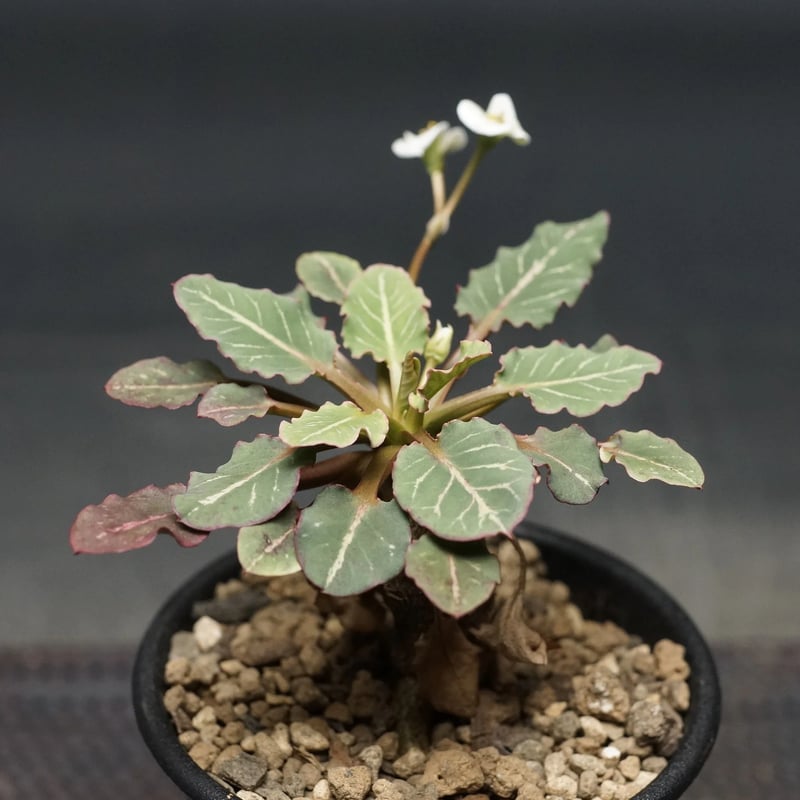 Euphorbia fish bone
