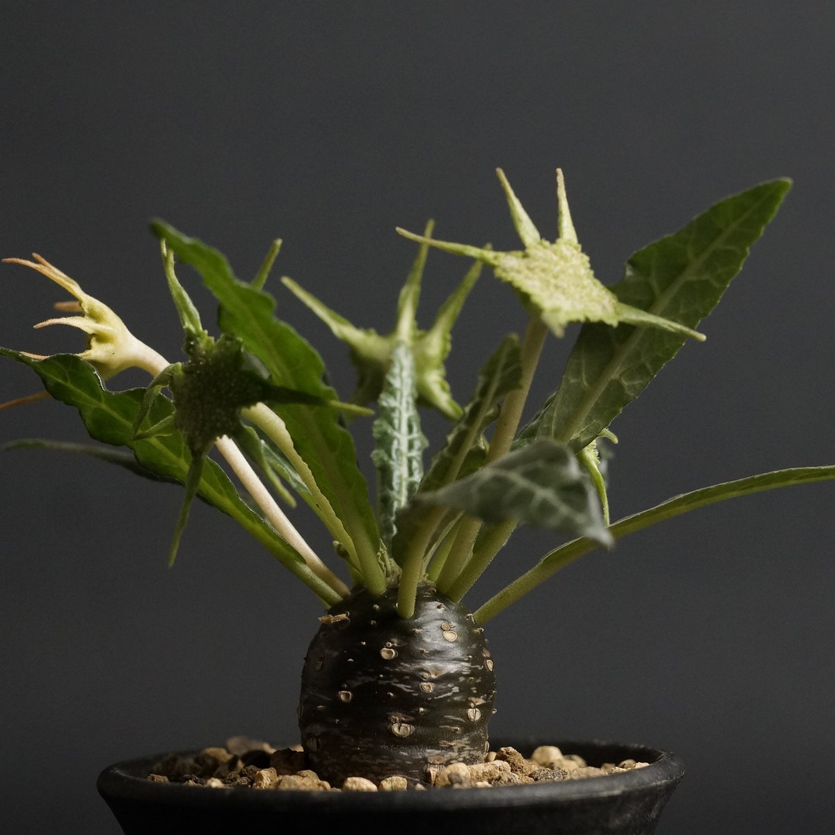 ドルステニア　ランキフォリア　斑入り Dorstenia lancifolia