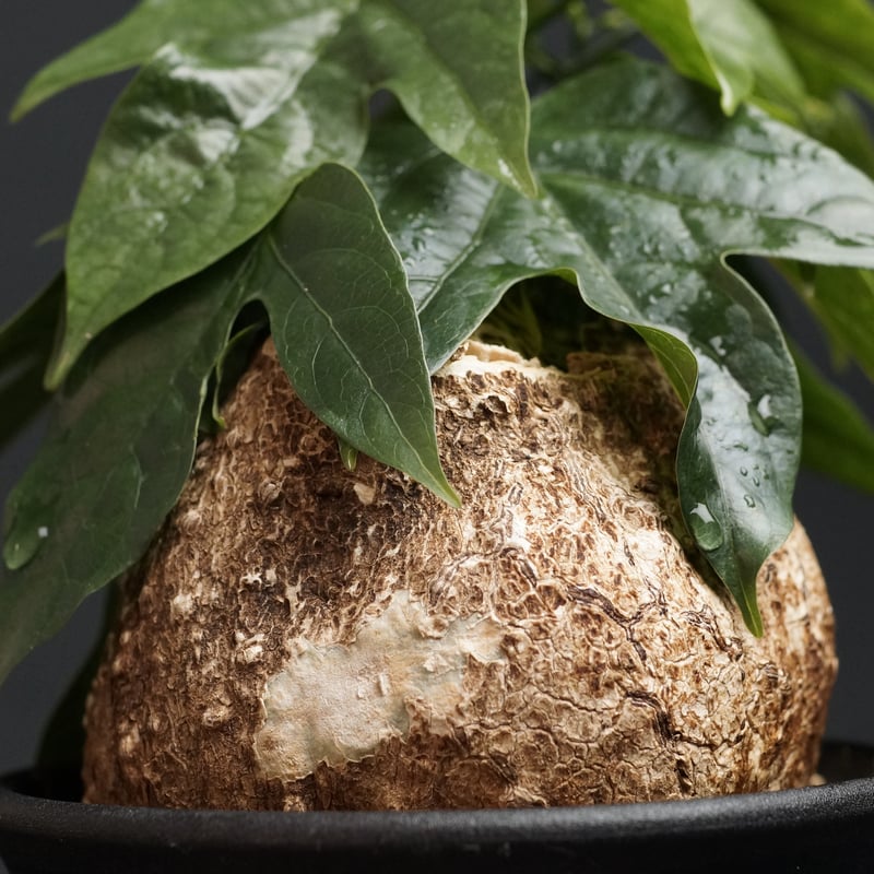 20%オフ 7/17】アデニア ヴィリディフローラ 塊根植物 多肉植物 観葉