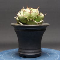 アガベ チタノタ【ジャガーノート】 "Agave titanota" 管理2630