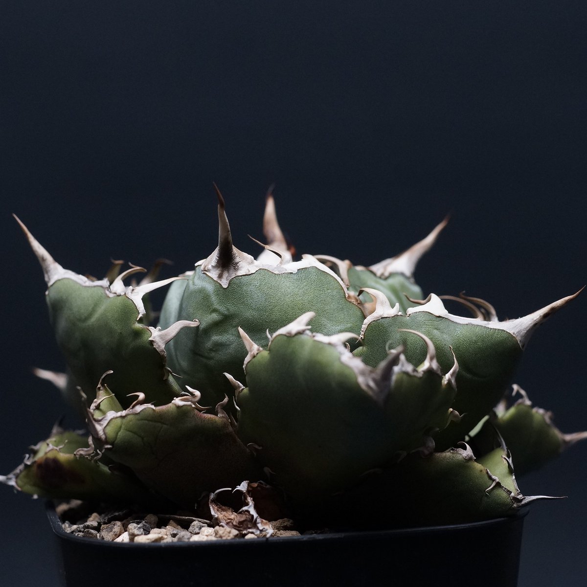agave titanota
