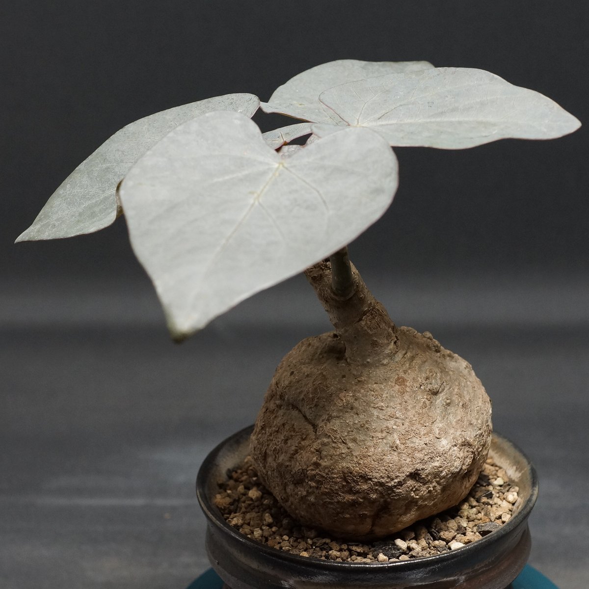 Adenia stylosa