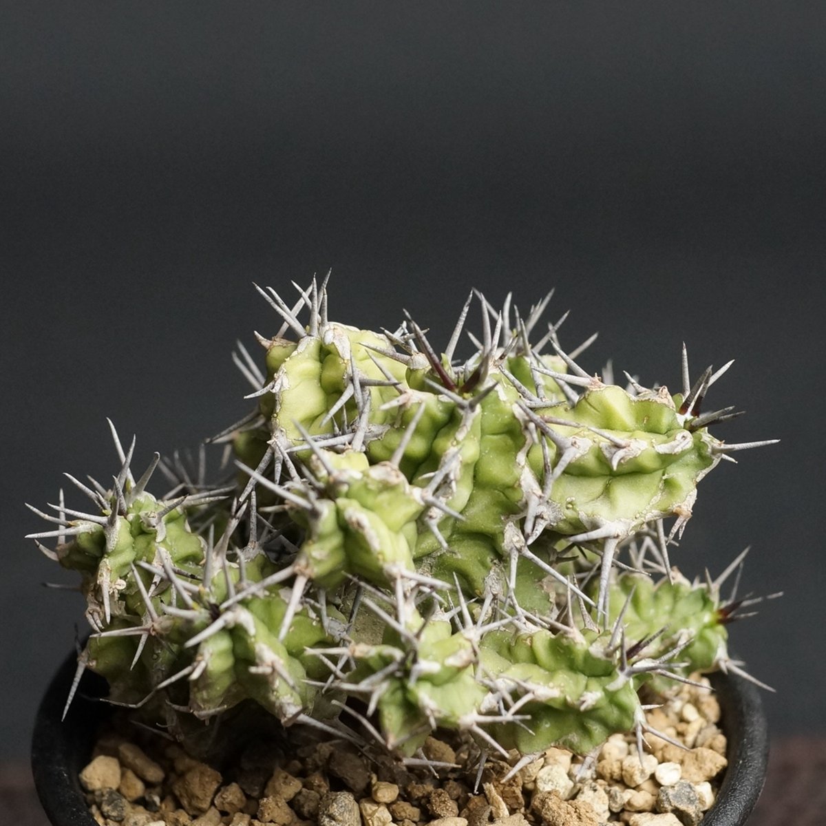 Euphorbia mitriformis