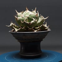 アガベ チタノタ　【コンパクタGG】 "Agave titanota" 管理2725
