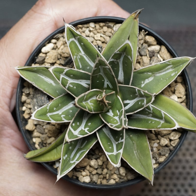 アガベ Agave victoriae-reginae 'Hyouzan' 231 アガベ Agave