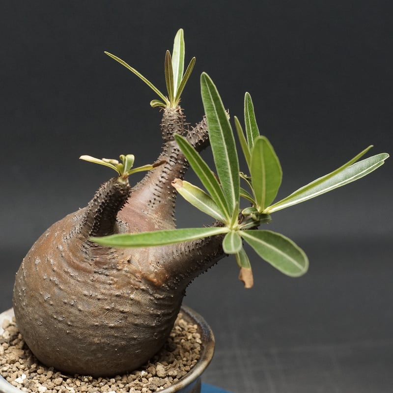 Pachypodium Gracilius