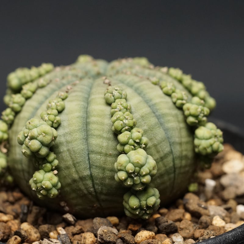 Euphorbia obesa ssp.symmetrica