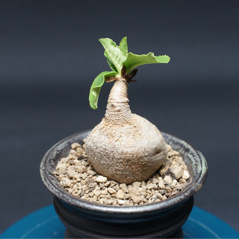 ユーフォルビア プリムリフォリア 