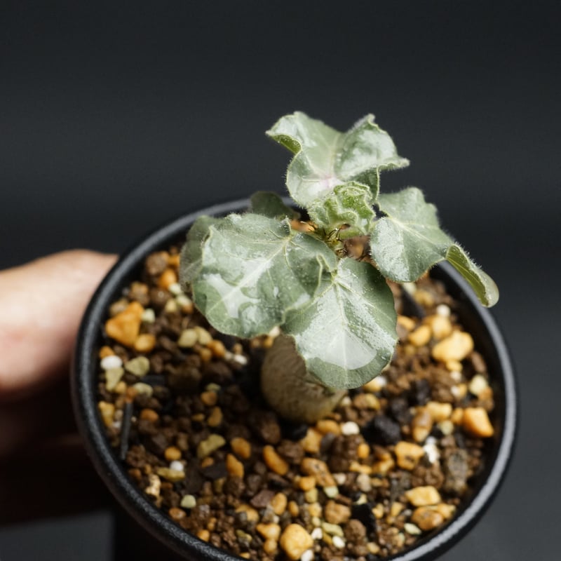 【管理良好・発根済】ヤトロファ　マルギナータ（塊根植物）ODDROOTS管理株 現品限り】ヤトロファ・マルギナータ【AB37】 Jatropha